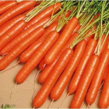 Нантская семена моркови Нантес (Свитязь)