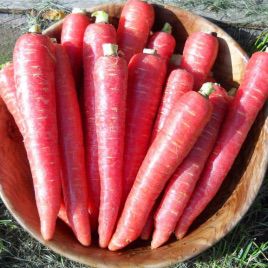 Нутриред семена моркови красной Берликум (Semo)