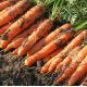 Ньюхолл F1 насіння моркви Нантес PR (1,8-2,0 мм) (Bejo)