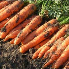 Ньюхолл F1 насіння моркви Нантес PR (2,0-2,2 мм) (Bejo)