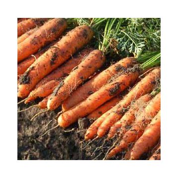 Ньюхолл F1 насіння моркви Нантес PR (2,0-2,2 мм) (Bejo)