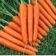 Ортолана семена моркови Нантес (Euroseed)