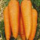 Осіння королева насіння моркви (Світязь)