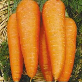 Осенняя королева семена моркови (Свитязь)