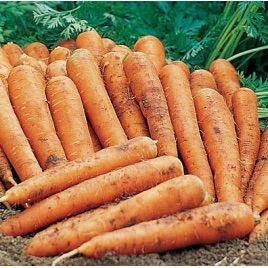 Памела насіння моркви Нантес (SX)