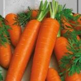 Перфекция семена моркови (Польша)