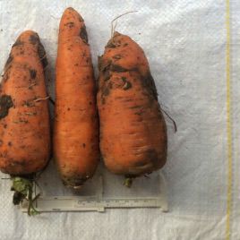 Свитшан семена моркови Шантане (Свитязь)
