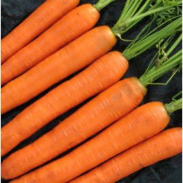 Тексто F1 семена моркови Нантес (VD) (Vilmorin)