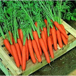 Темпо F1 семена моркови Нантес (Vilmorin)