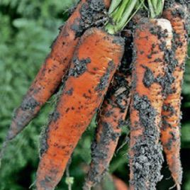 Трафорд F1 семена моркови Флакке (калибр меньше 1,6) (Rijk Zwaan)
