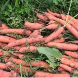 Тушон семена моркови Нантес (Euroseed)