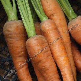 Флаккенария семена моркови (Свитязь)