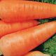 Шантане Ред Коре семена моркови (Servise plus (GSN)