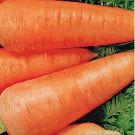 Шантане Ред Коре семена моркови (Servise plus (GSN)