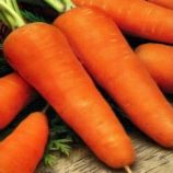 Шантане Роял семена моркови (SX)