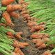 Шантане Роял семена моркови Шантане (Griffaton)