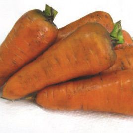 Шантане семена моркови (Свитязь)