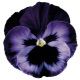 Дельта F1 неон-фиолетовая семена виолы (Syngenta)