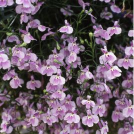 Аквамарин Lilac семена лобелии ампельной дражированные (Kitano Seeds)