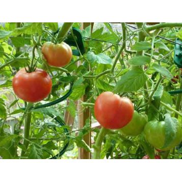 Мокка F1 насіння помідора індетермінантного (Елітний ряд)