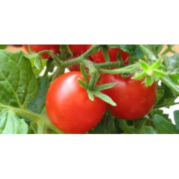 Пелін F1 насіння помідора індетермінантного (Елітний ряд)