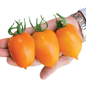 Луштица F1 семена томата индет оранж раннего (Семко)