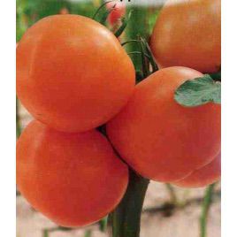 Диоранж F1 семена томата индет раннего окр оранж (Семко)