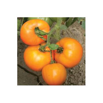 Бигоранж F1 семена томата индет раннего окр оранж (Семко)