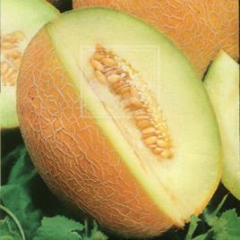Голпри F1 семена дыни тип Ананас средней 80-100 дн. 2,5-3,5 кг овал. (Семко)