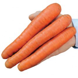 Нантская Семко F1 семена моркови средней 90-100 дн (Семко)
