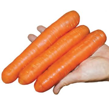Нантік Резістафлай F1 насіння моркви Нантес ранньої 85-90 дн (Семко)