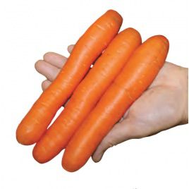 Неллі F1 насіння моркви ранньої 80-85 дн (Семко)