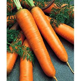 Флаккоро семена моркови Флакке поздней 120-130 дн (Семко)