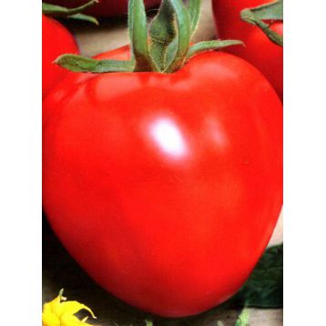 Аватар F1 насіння помідора індетермінантного (Cora Seeds)