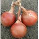 Сандра F1 (Амбрадор F1) семена лука репчатого среднего 115-120 дн. (Cora Seeds)