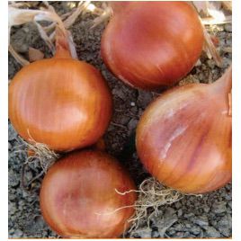 Соня F1 (Халифер F1) семена лука репчатого среднего 115-120 дн. (Cora Seeds)