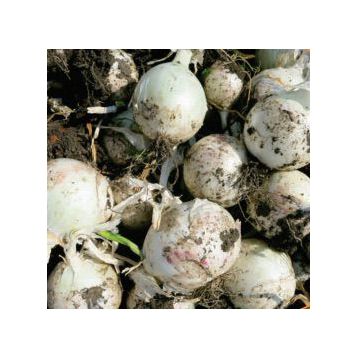 Вайт Опера F1 семена лука репчатого среднего 112-118 дн. (Cora Seeds)