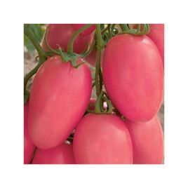 Розовый новичок семена томата дет. розового (Элитный ряд)