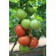 Раллі F1 Organic насіння томату індет. раннього окр. 190-210 г (Enza Zaden/Vitalis)
