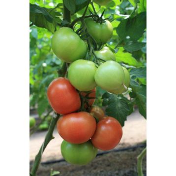 Раллі F1 Organic насіння томату індет. раннього окр. 190-210 г (Enza Zaden/Vitalis)