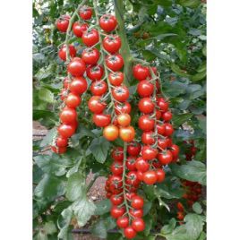 Сакура F1 Organic семена томата индет. раннего черри (Enza Zaden/Vitalis)