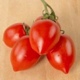 Олівія F1 насіння помідора детермінантного (United Genetics)