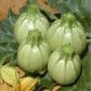 Раунд Бьюти F1 семена кабачка раннего светло-зеленого (United Genetic)