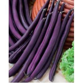 Фиолетовая семена фасоли спаржевой (Hortus)