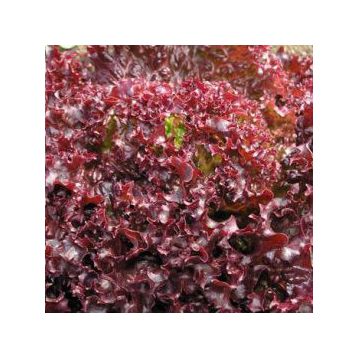 Лея Organic насіння салату тип Лолло Росса (Enza Zaden/Vitalis)