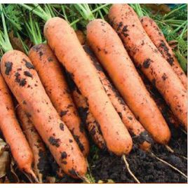 Викинг F1 семена моркови Шантане среднепоздней (Integra)
