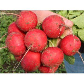 Селеста F1 Organic насіння редису ранньостиглий (Enza Zaden/Vitalis)
