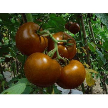 Будулай F1 насіння помідора індетермінантного (Елітний ряд)