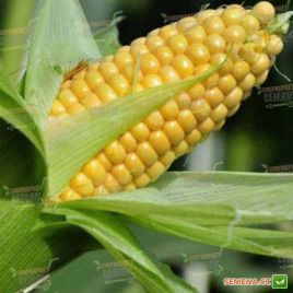 Хмельницкий F1 семена кукурузы кормовой (Мнагор)