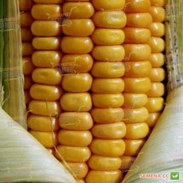 Амарок F1 семена кукурузы кормовой ранней (Мнагор)